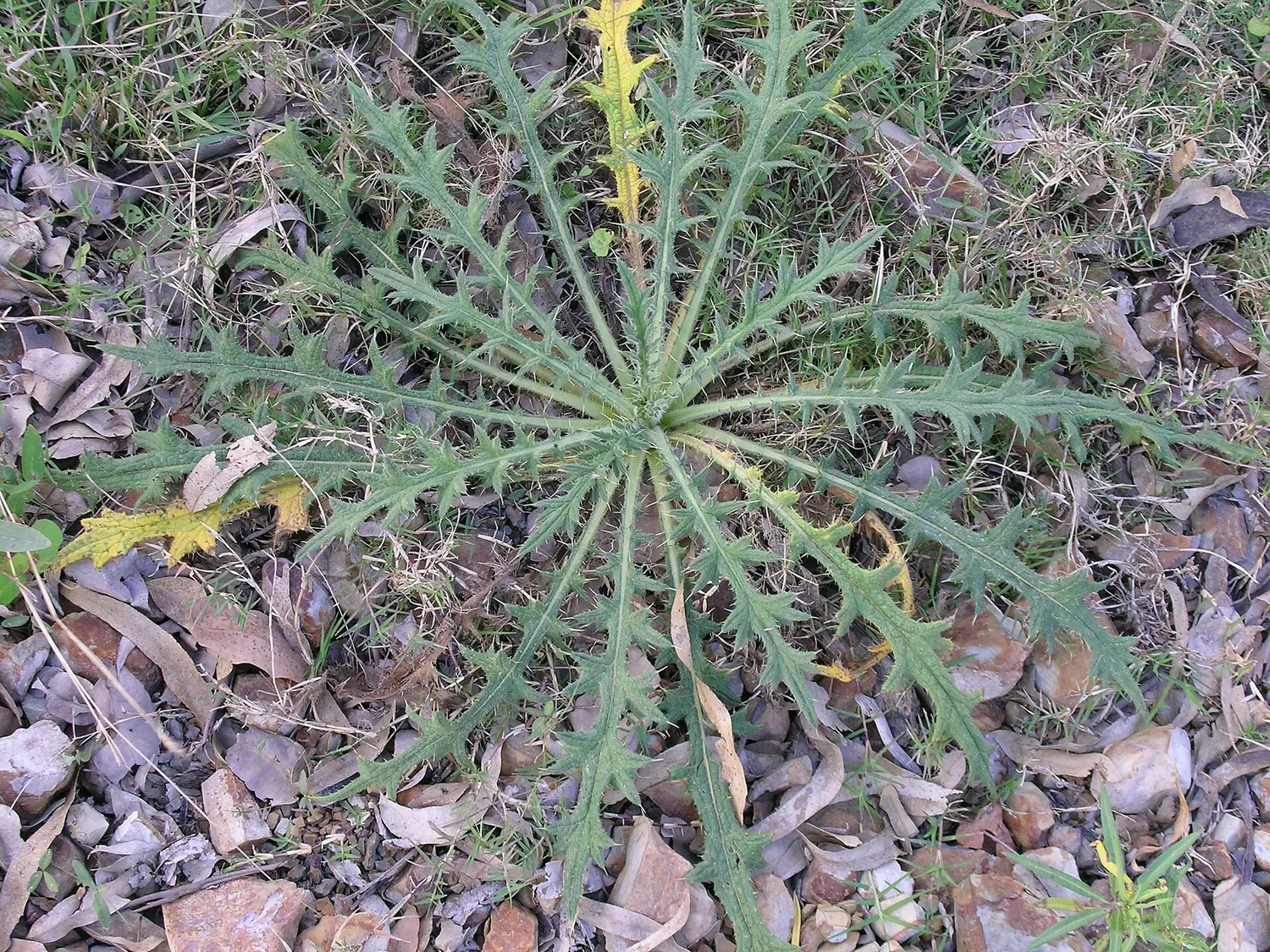 Rosette