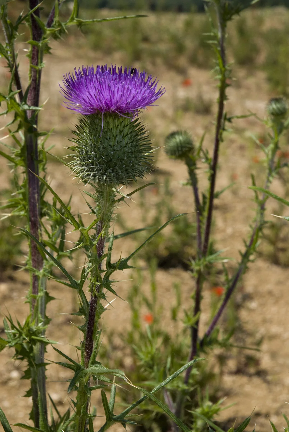 Whole plant