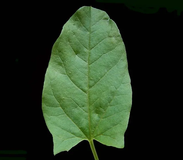Leaf
