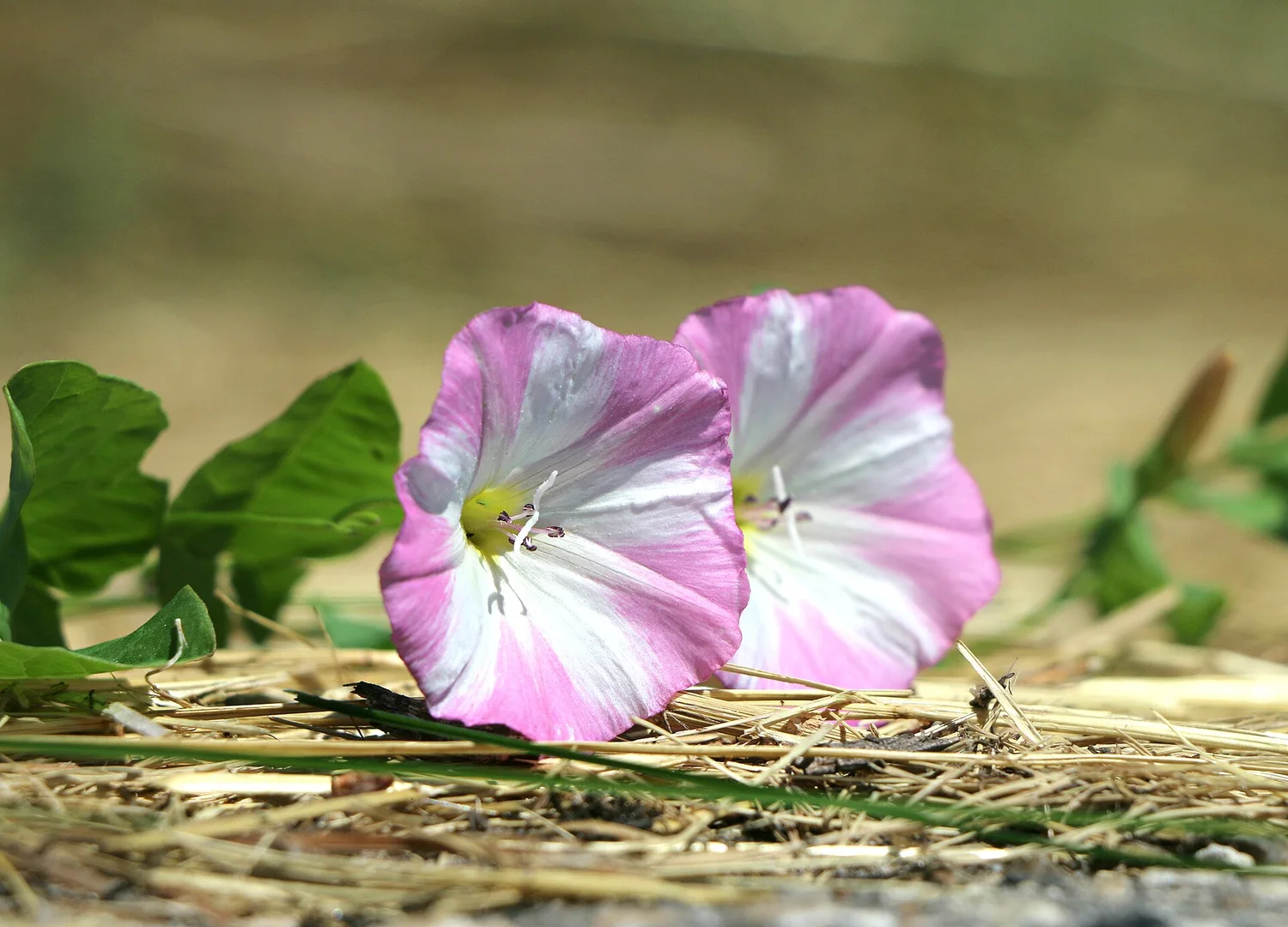 Vine