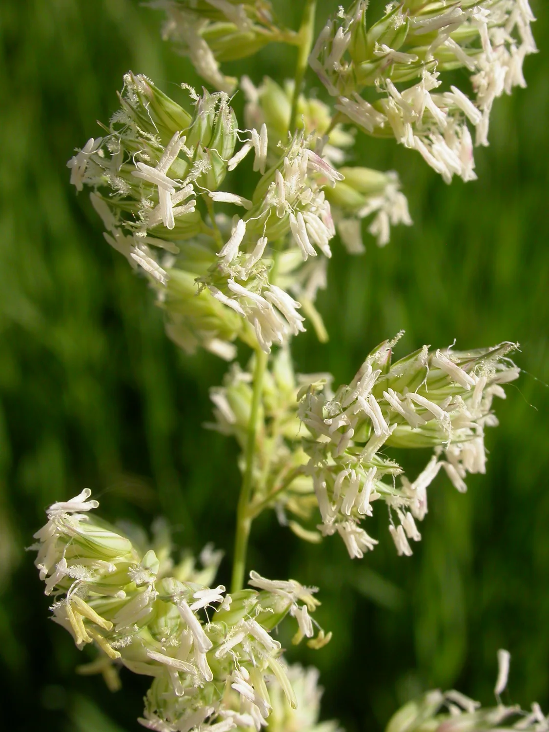Seed head