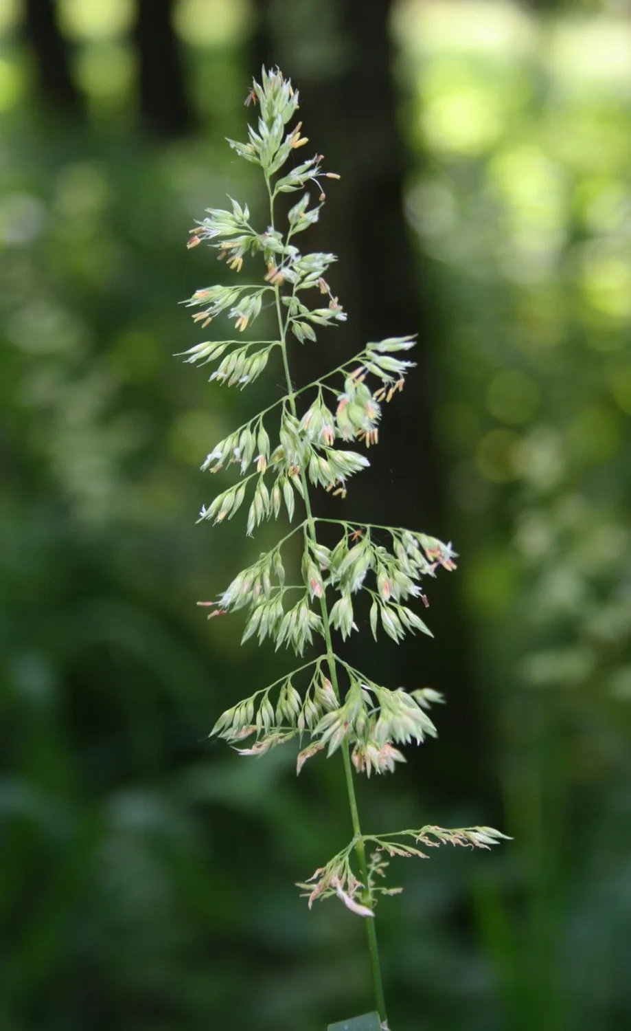 Leaf