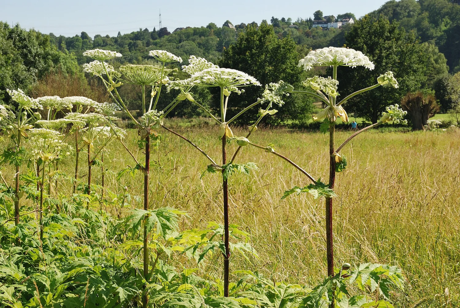 White umbel