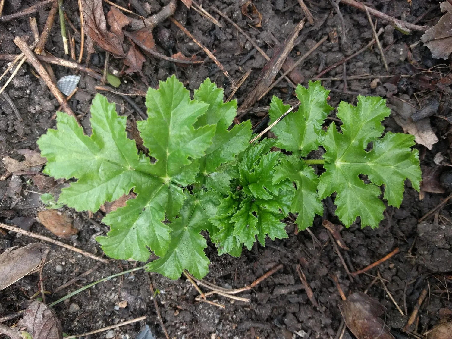 Stem & plant