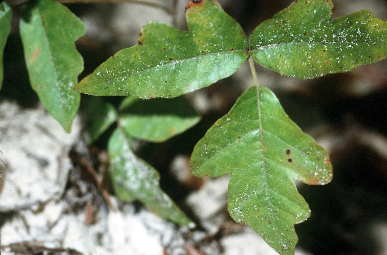 In leaf