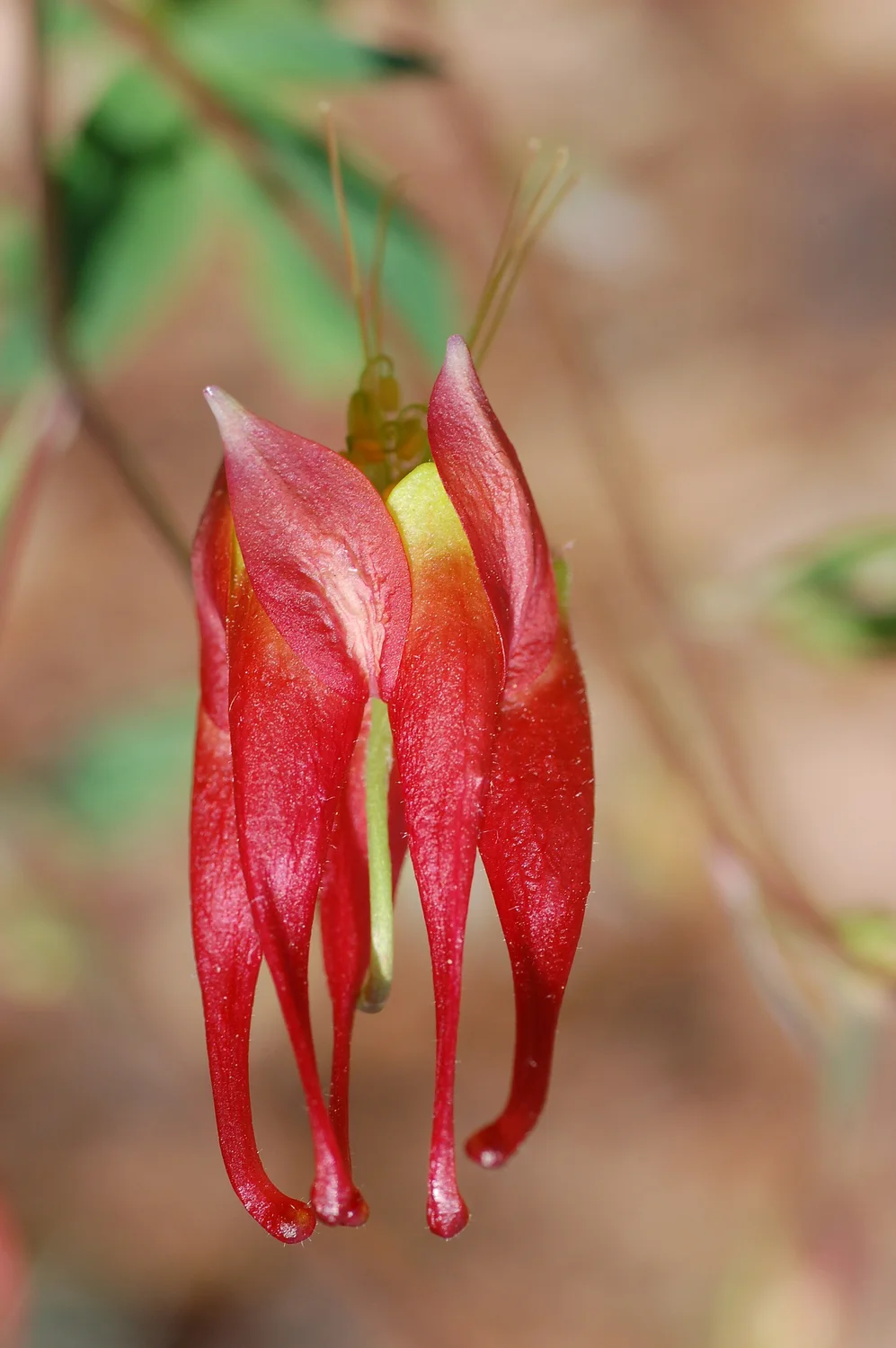 Wild columbine — the first hummingbird flower of spring