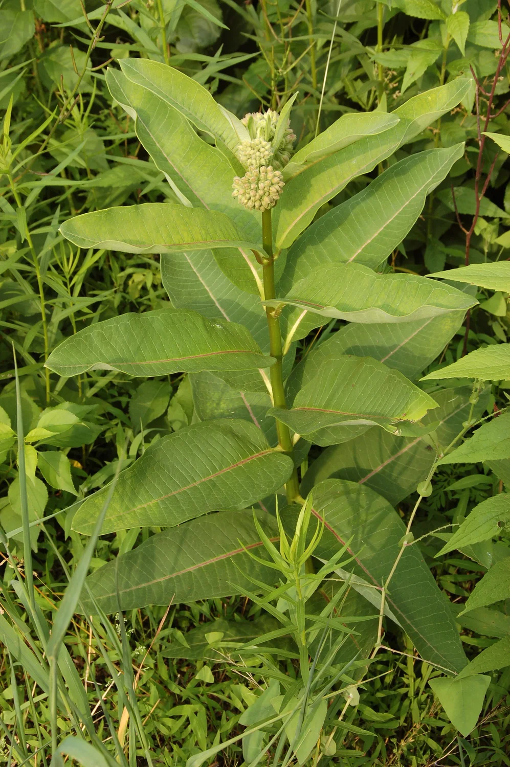 Common Milkweed
