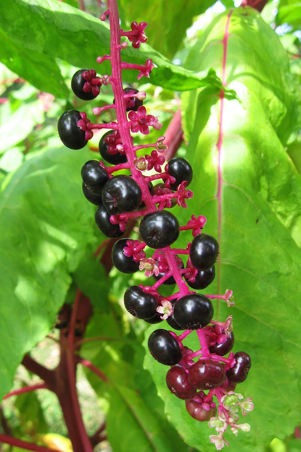 Pokeweed