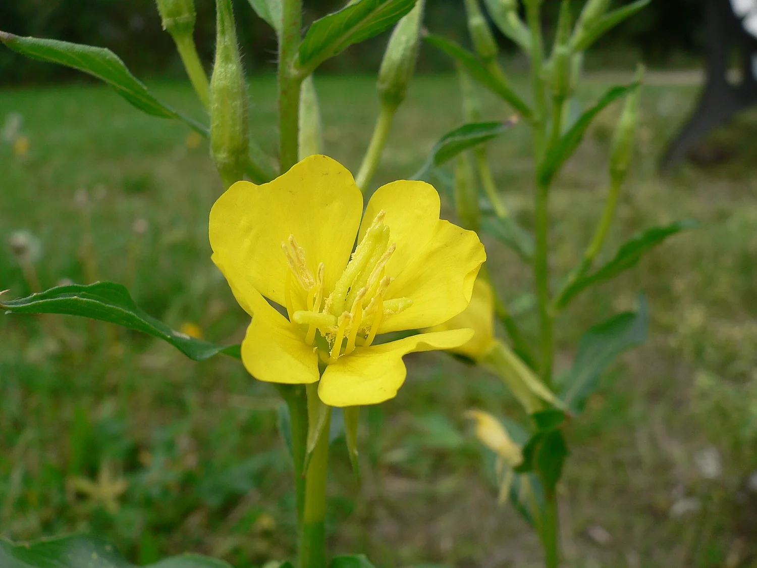 Common Evening Primrose