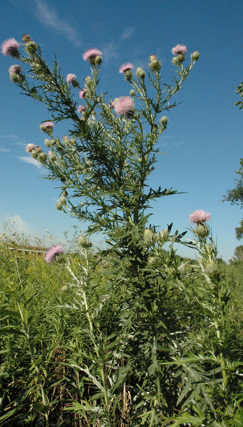 Field Thistle