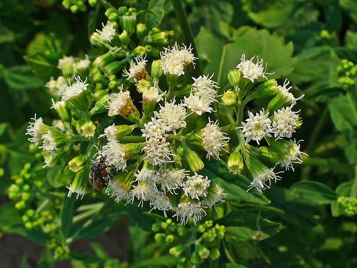 White Snakeroot