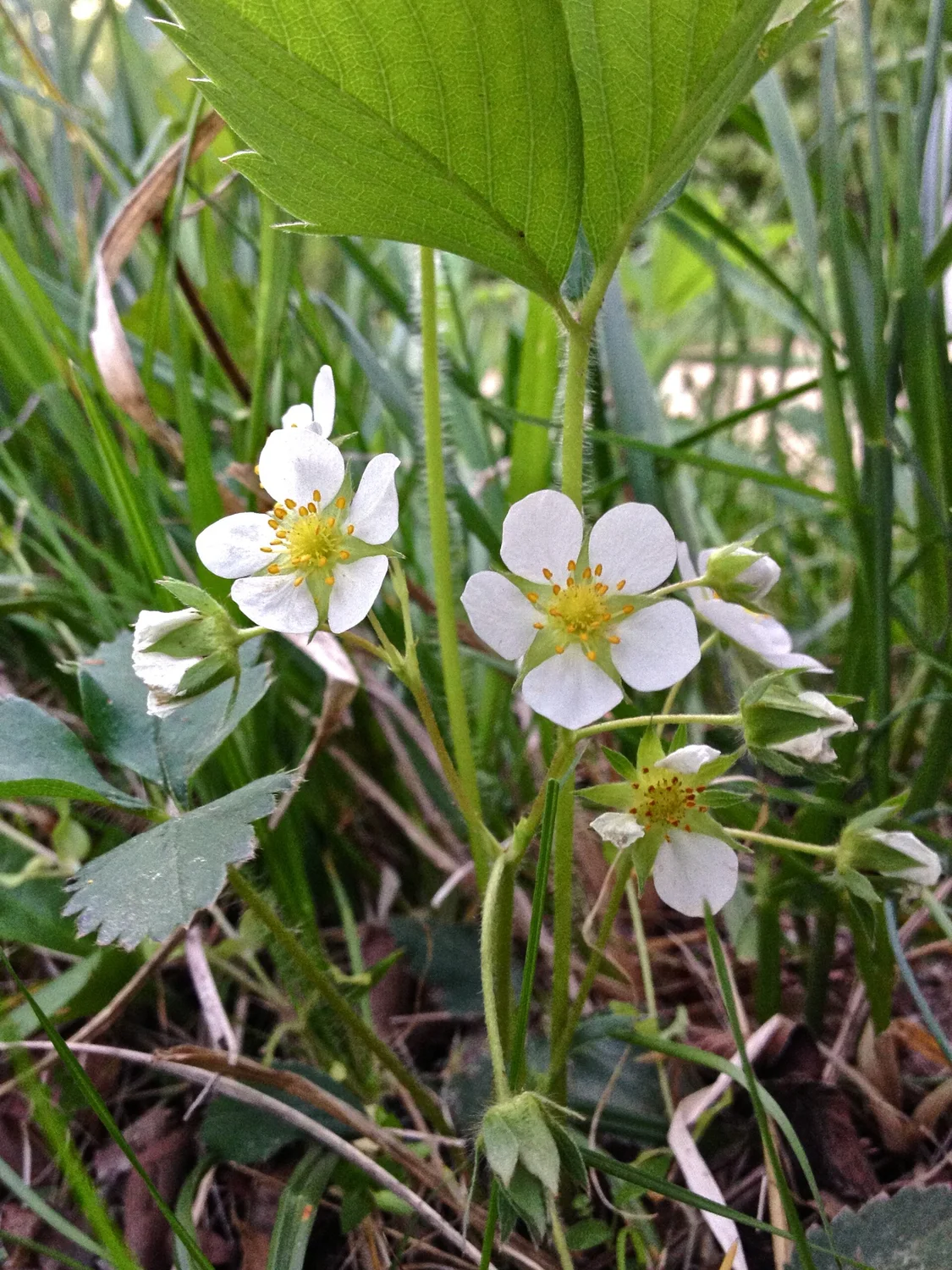 Wild Strawberry