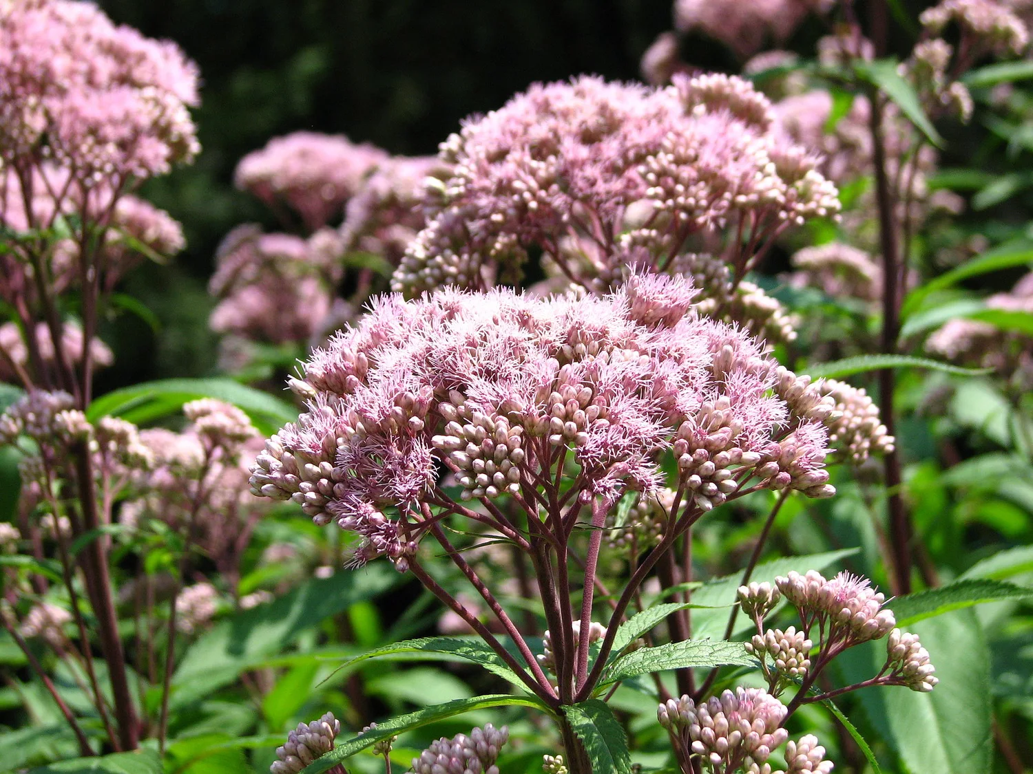 Joe-Pye Weed
