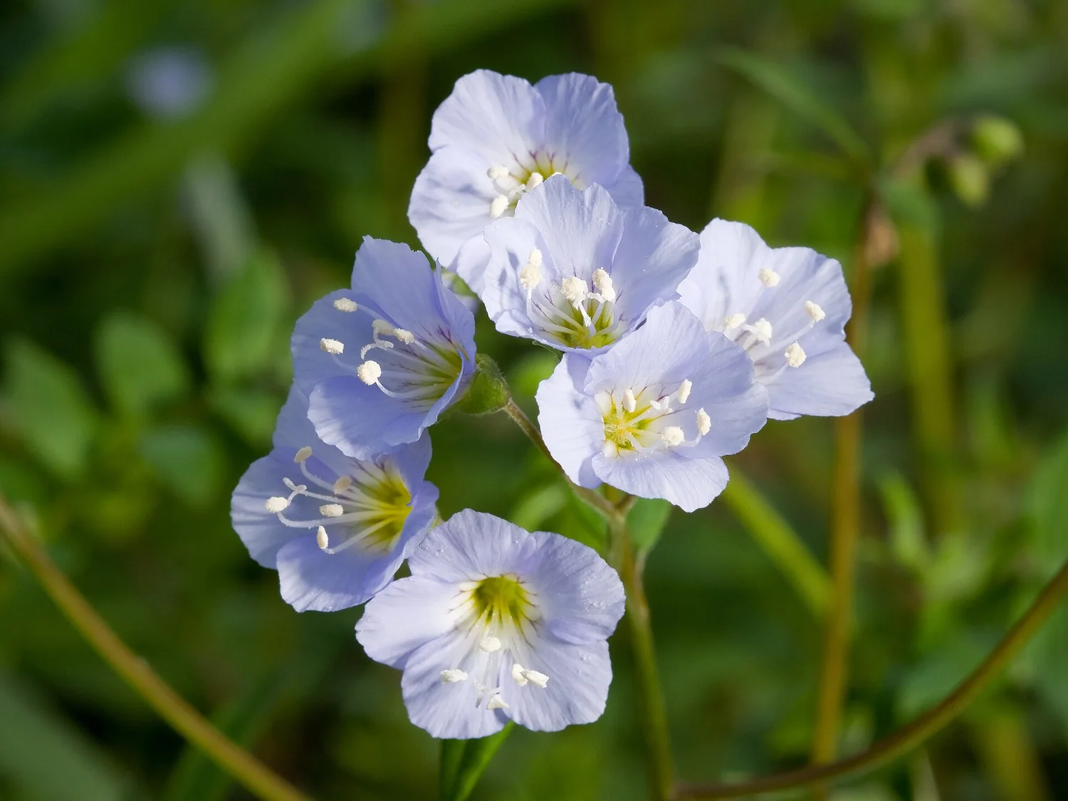 Creeping Jacob&rsquo;s ladder &mdash; sky-blue bells for the shaded floor