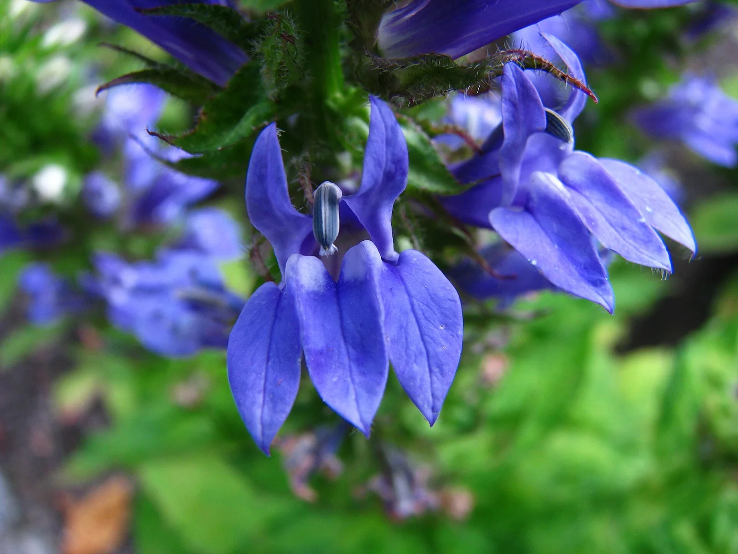 Great blue lobelia &mdash; a rare native blue for damp shade