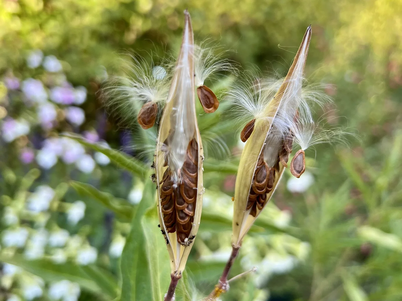 Swamp milkweed &mdash; a tidy, fragrant monarch host for wet ground