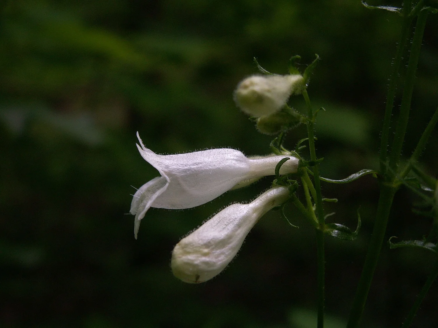 Foxglove beardtongue &mdash; white bells, a keystone for native bees