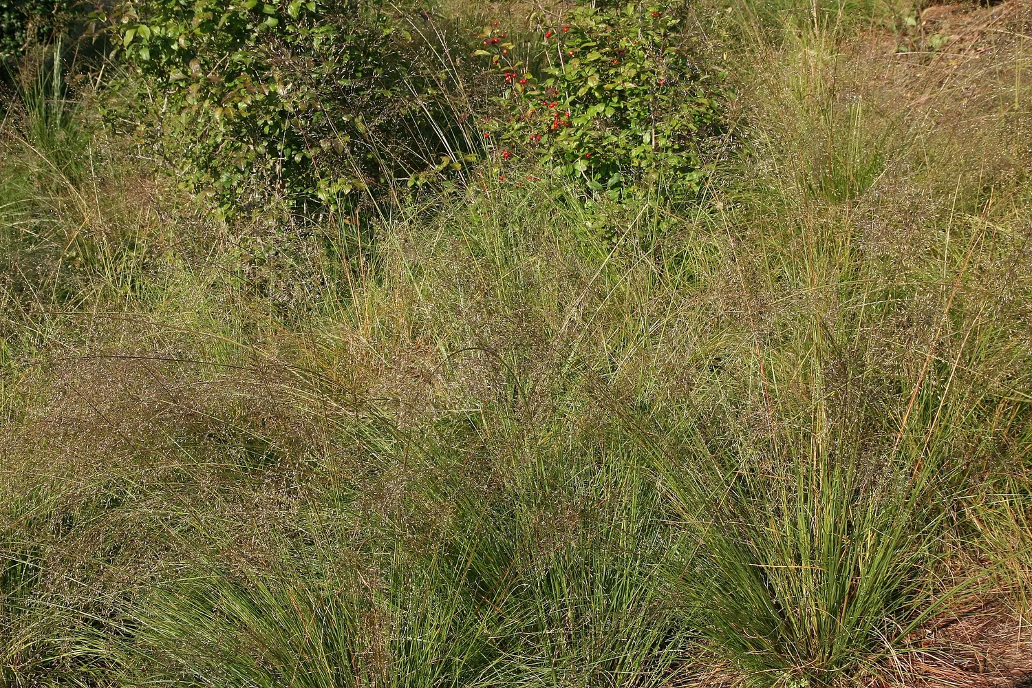 Prairie dropseed &mdash; the fine, fragrant fountain grass of the prairie