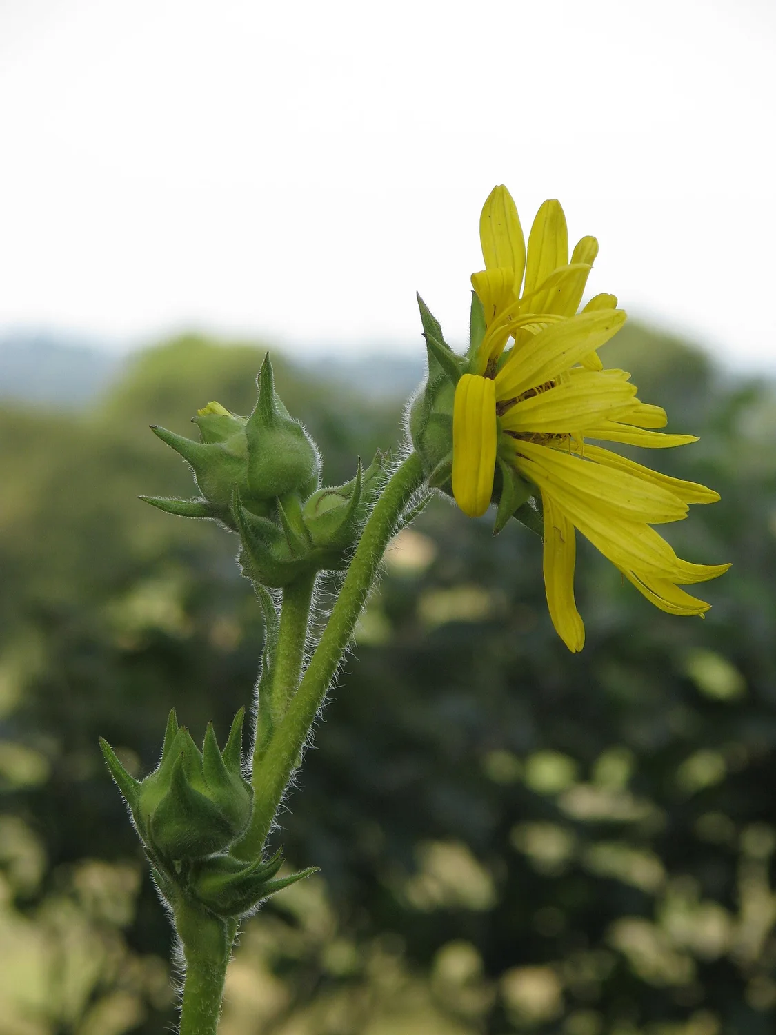 Compass plant &mdash; prairie giant whose leaves point north&ndash;south