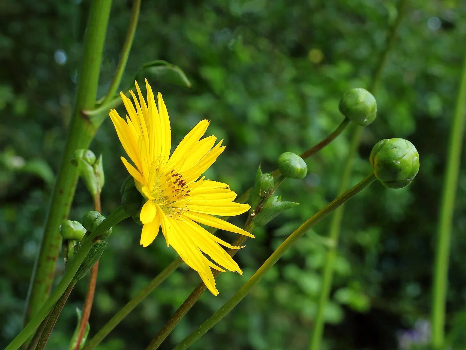 Prairie dock &mdash; yellow daisies on tall stalks over elephant-ear leaves