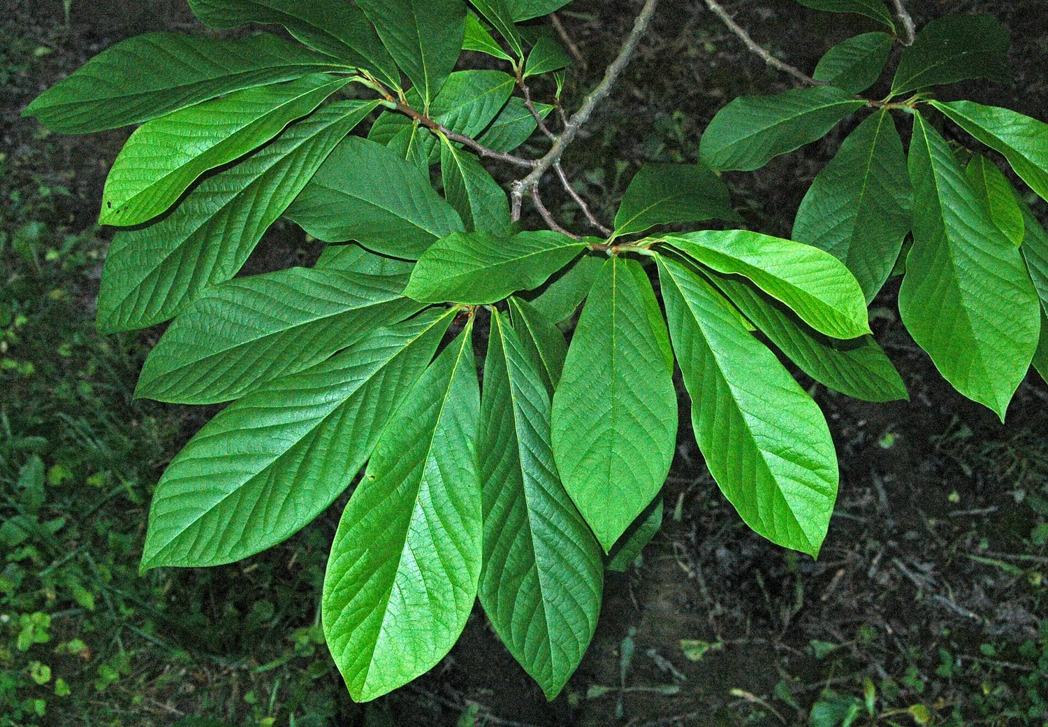 Pawpaw — the big, tropical-looking leaves of the understory tree
