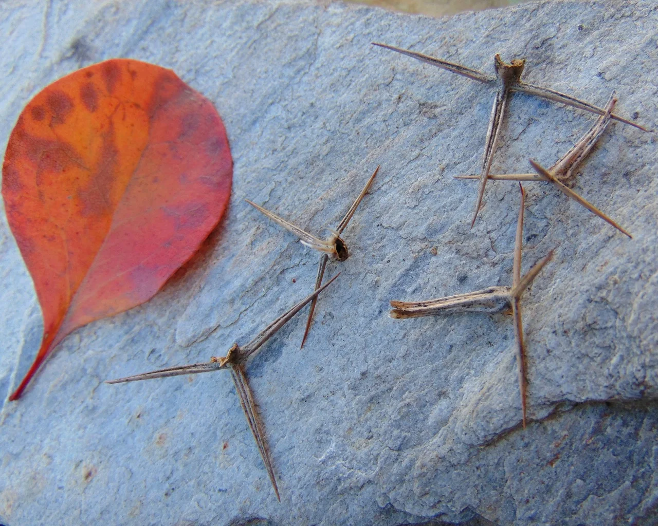 Leaf & thorns