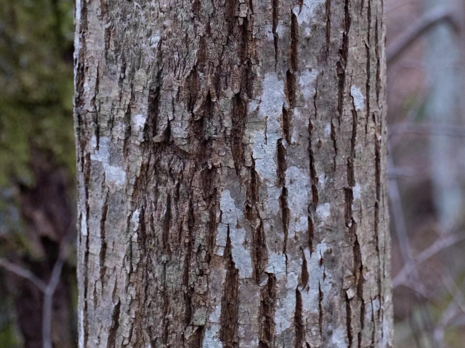 Bark
