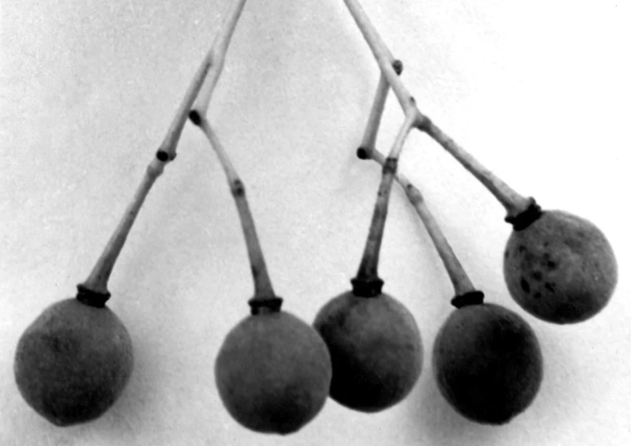 Fruit
