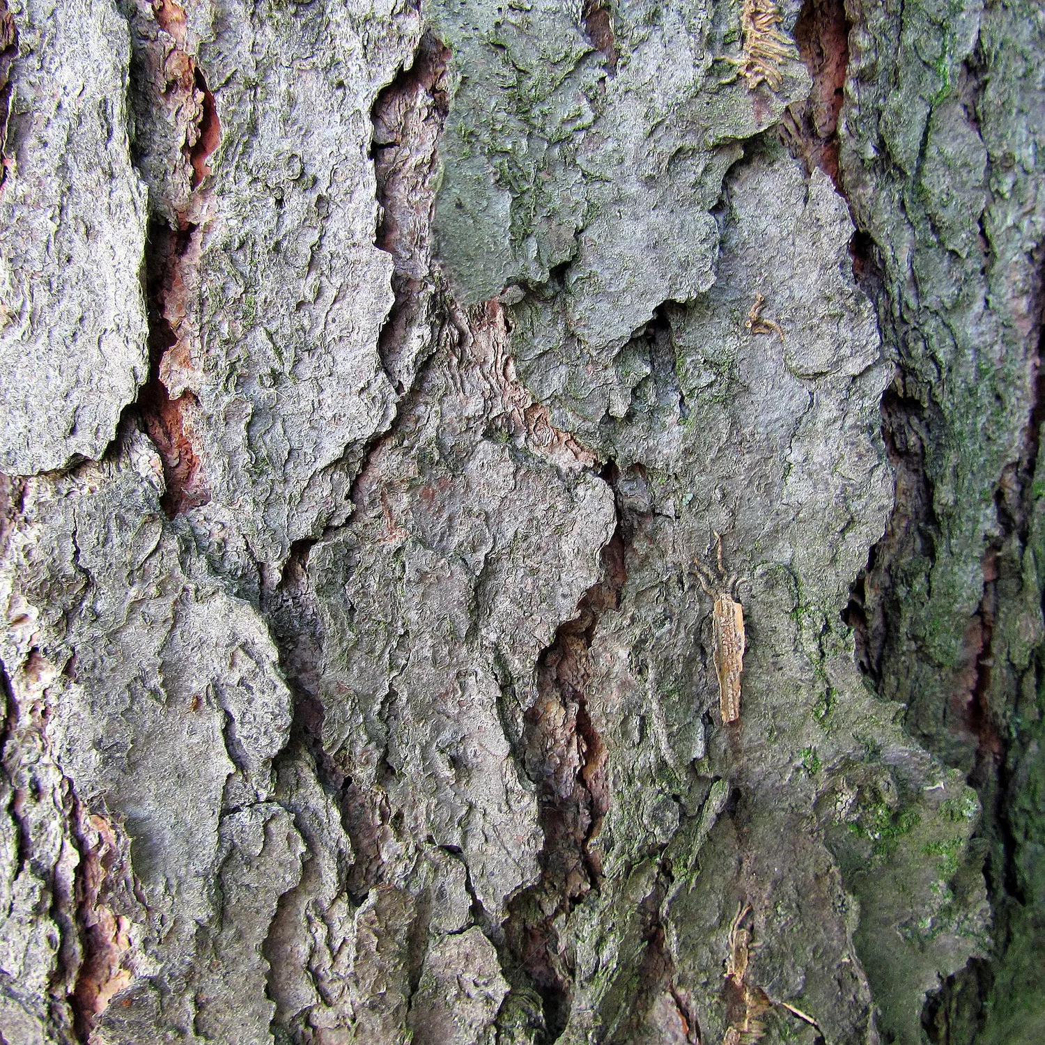 Bark (&ldquo;burnt cornflakes&rdquo;)