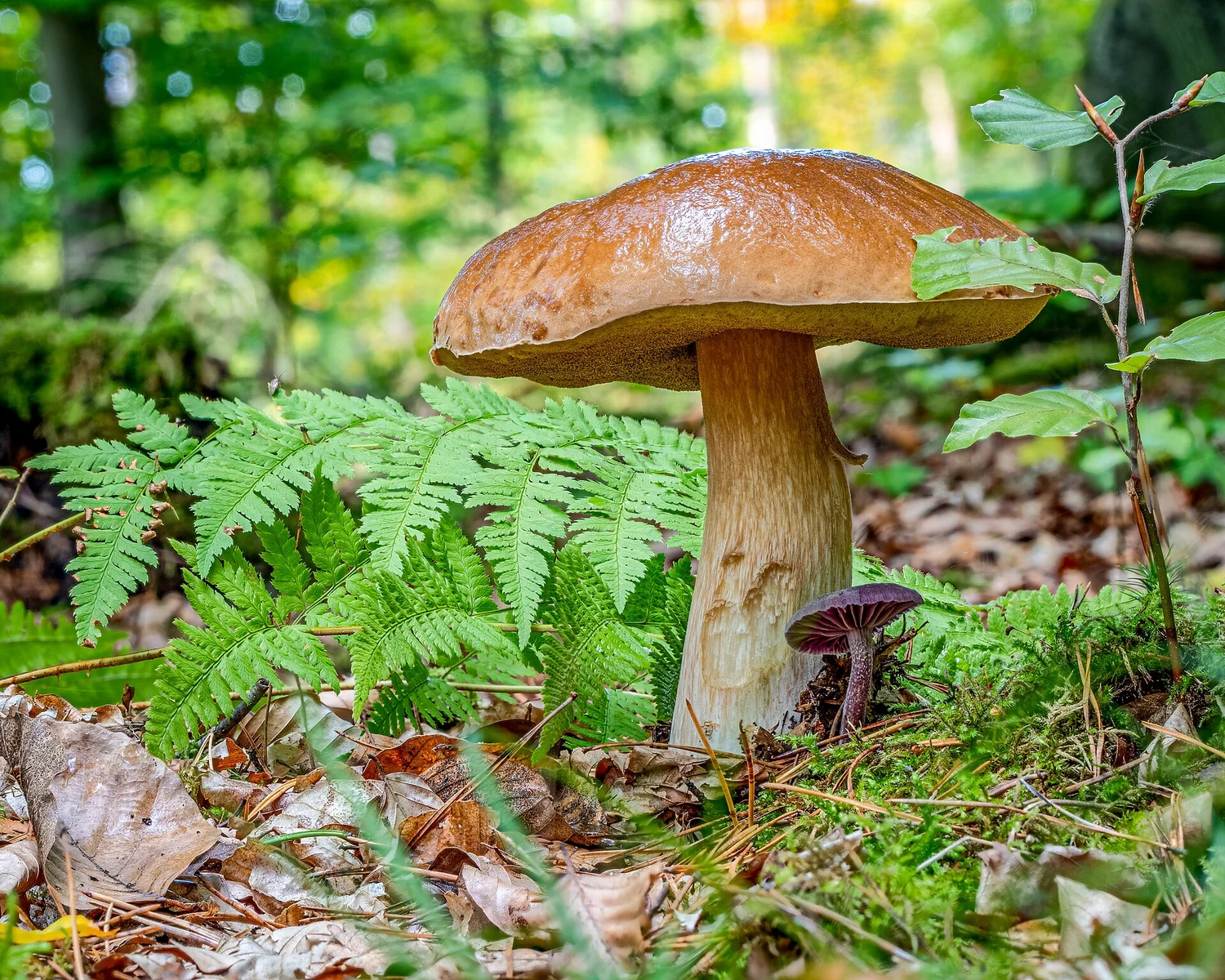 Bolete