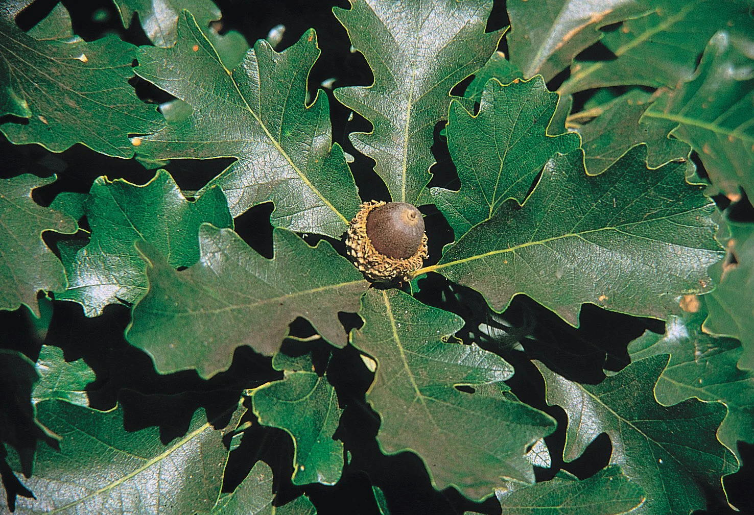 Leaf