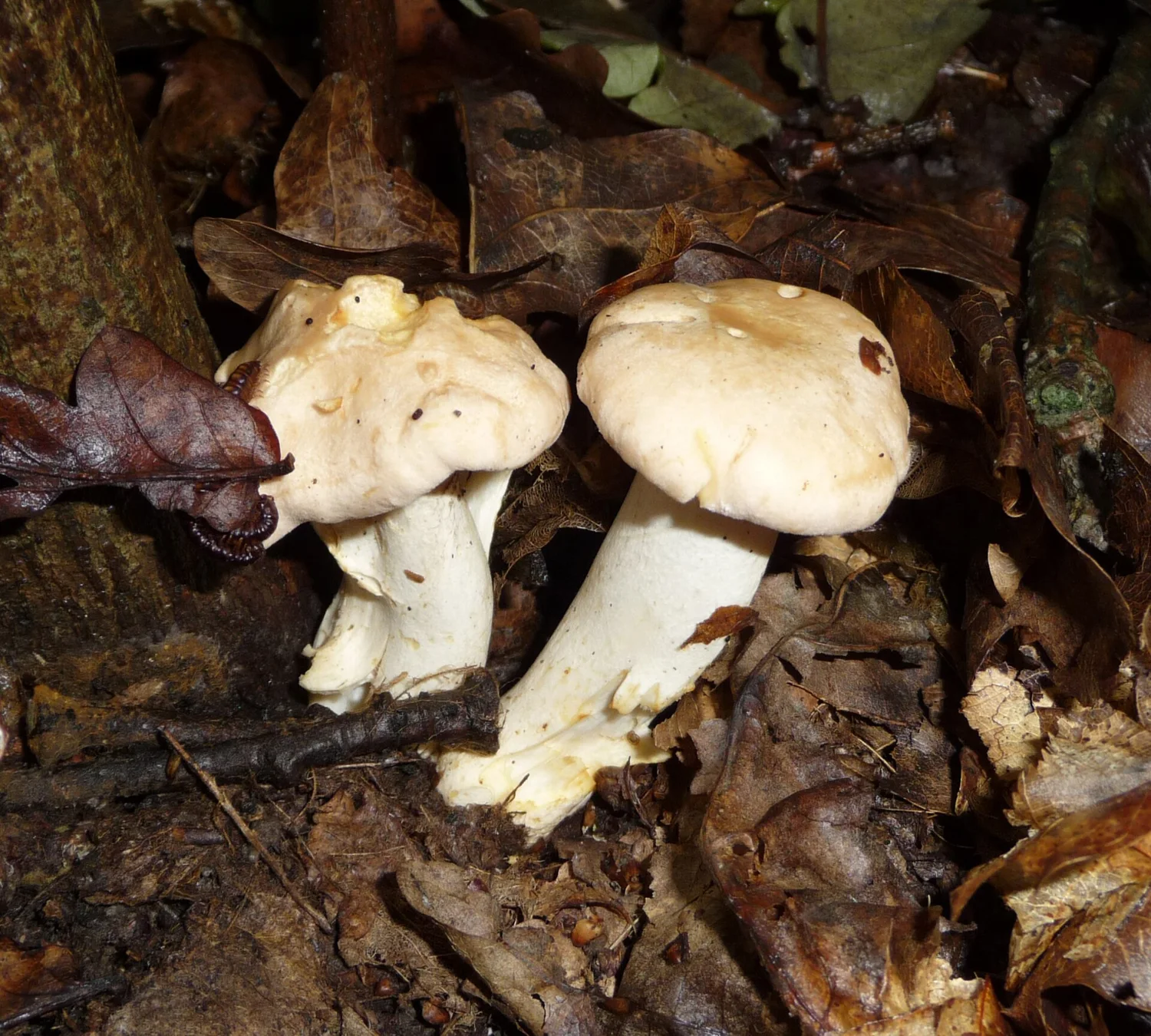 Chanterelle
