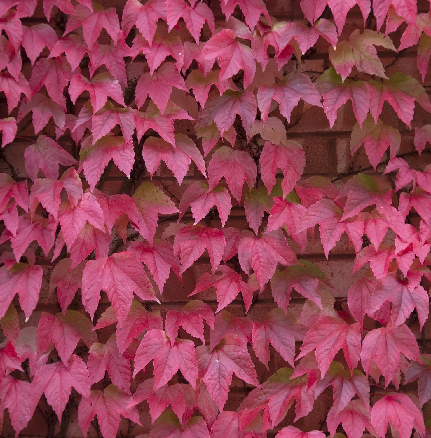 Virginia Creeper