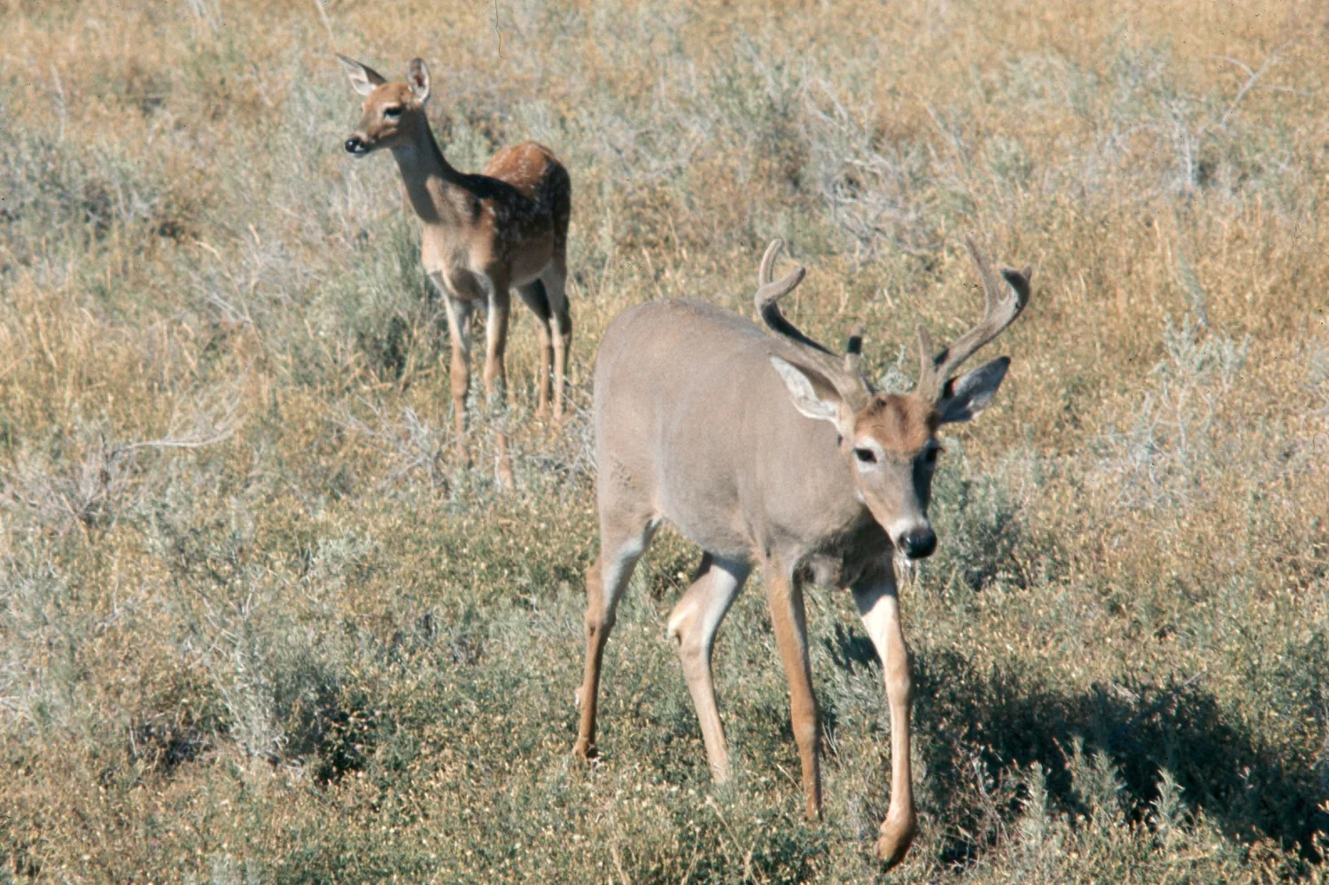 Fawn