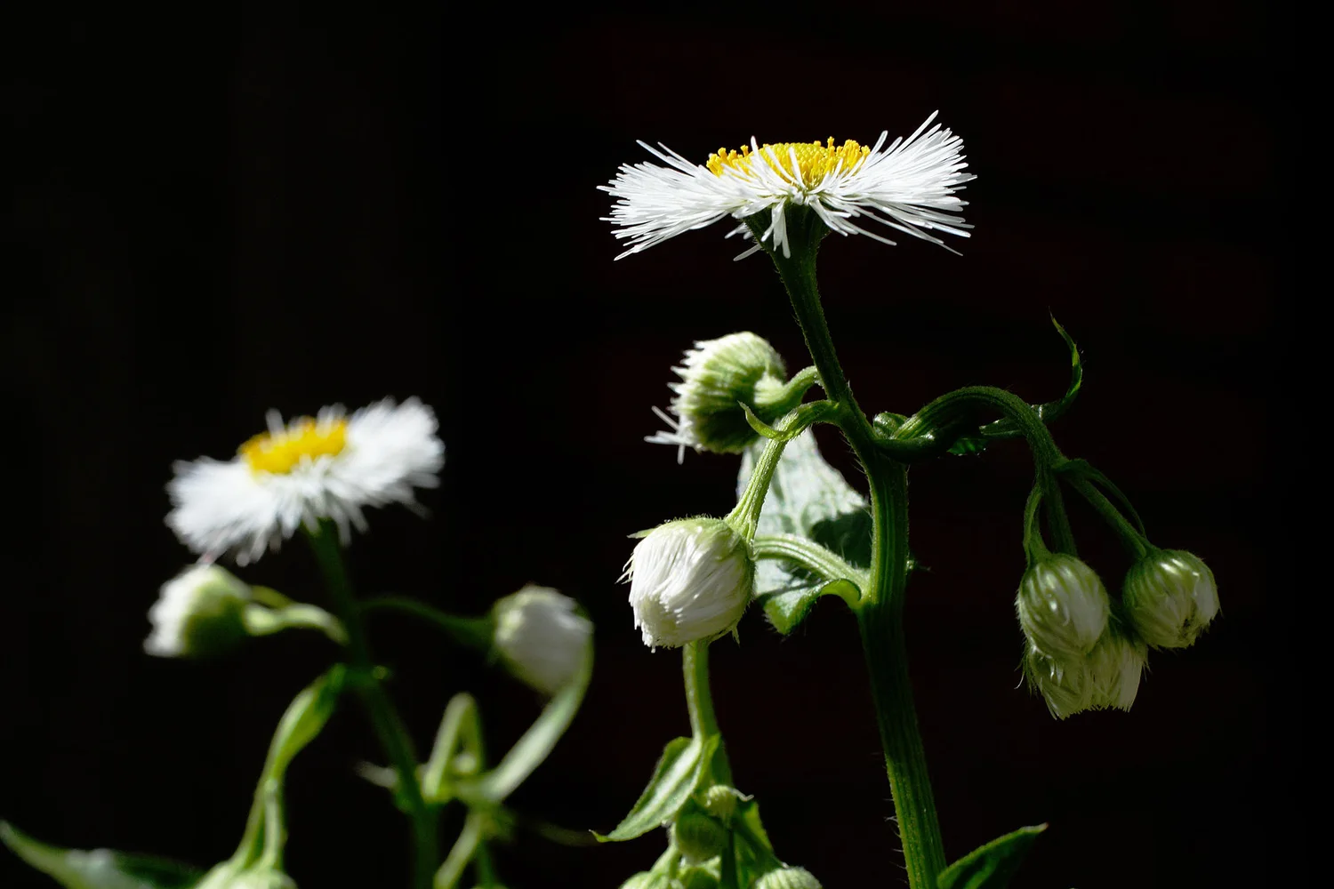 Daisy Fleabane