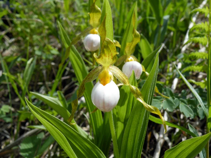 Small white lady's slipper