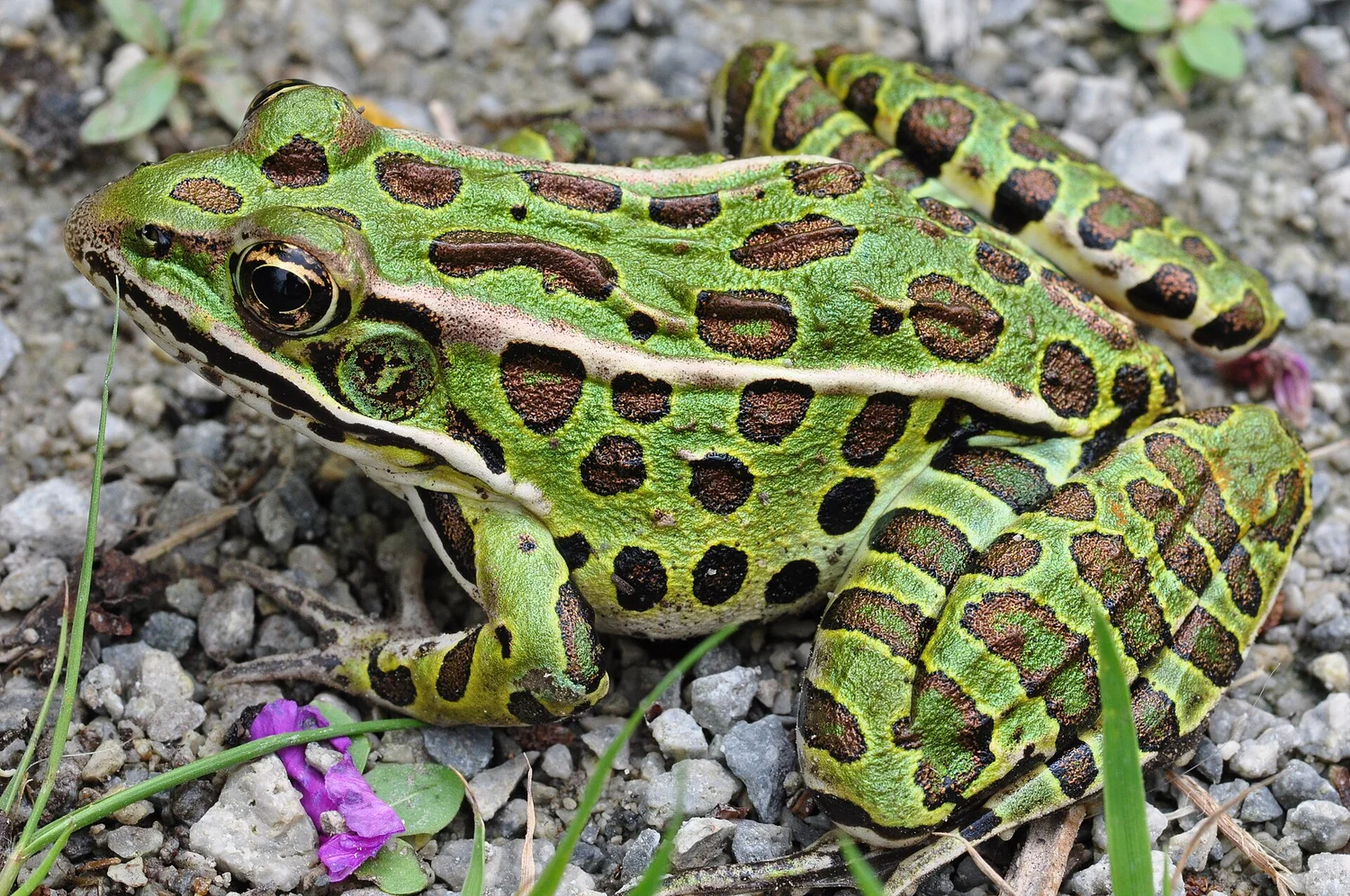 Leopard Frog