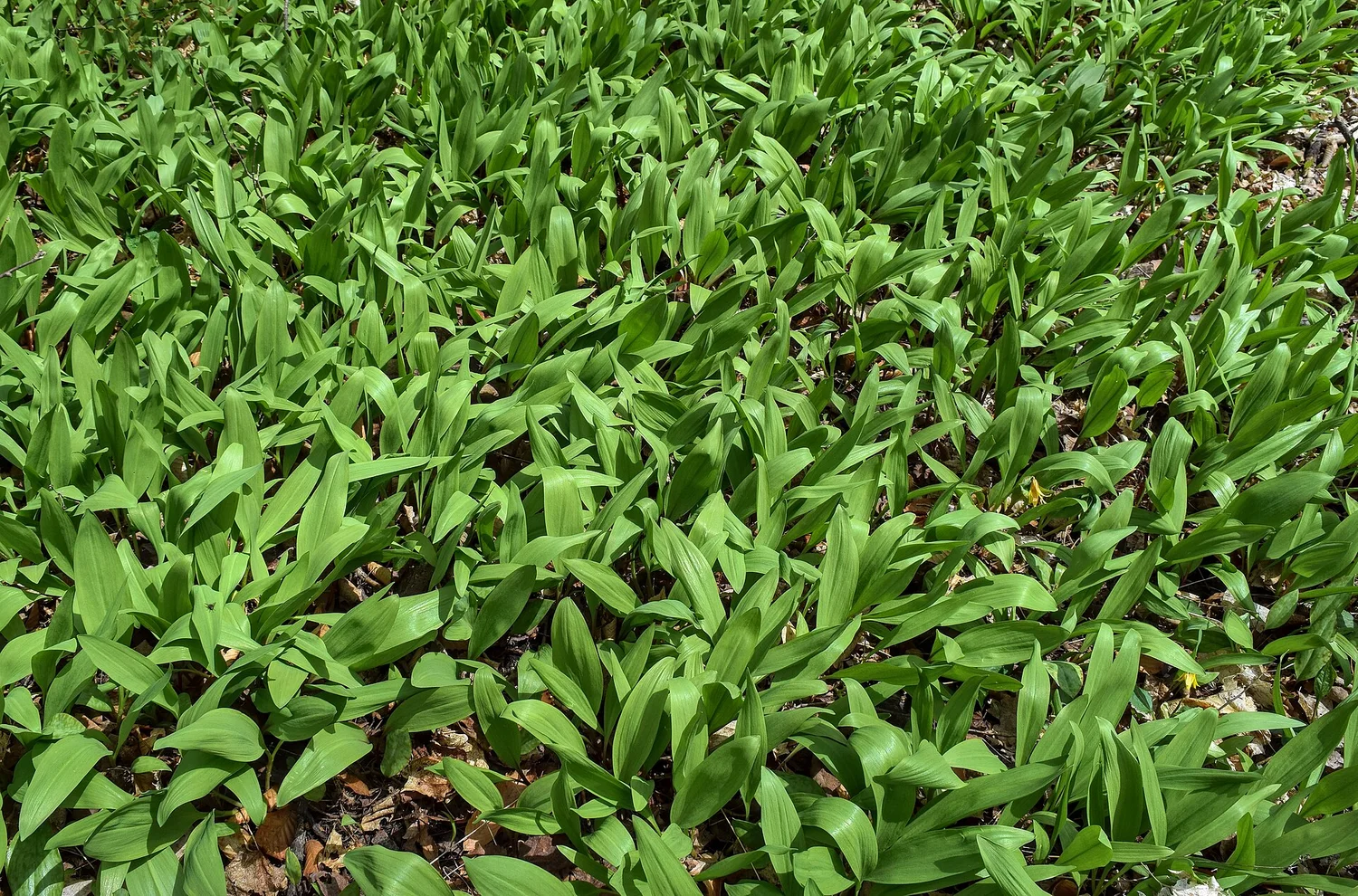 Ramps (wild leeks)