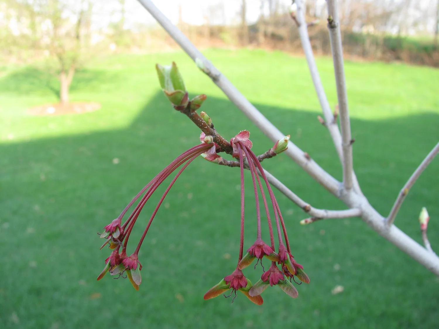 Fruit