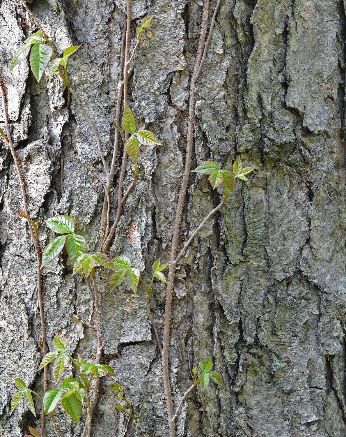 Bark