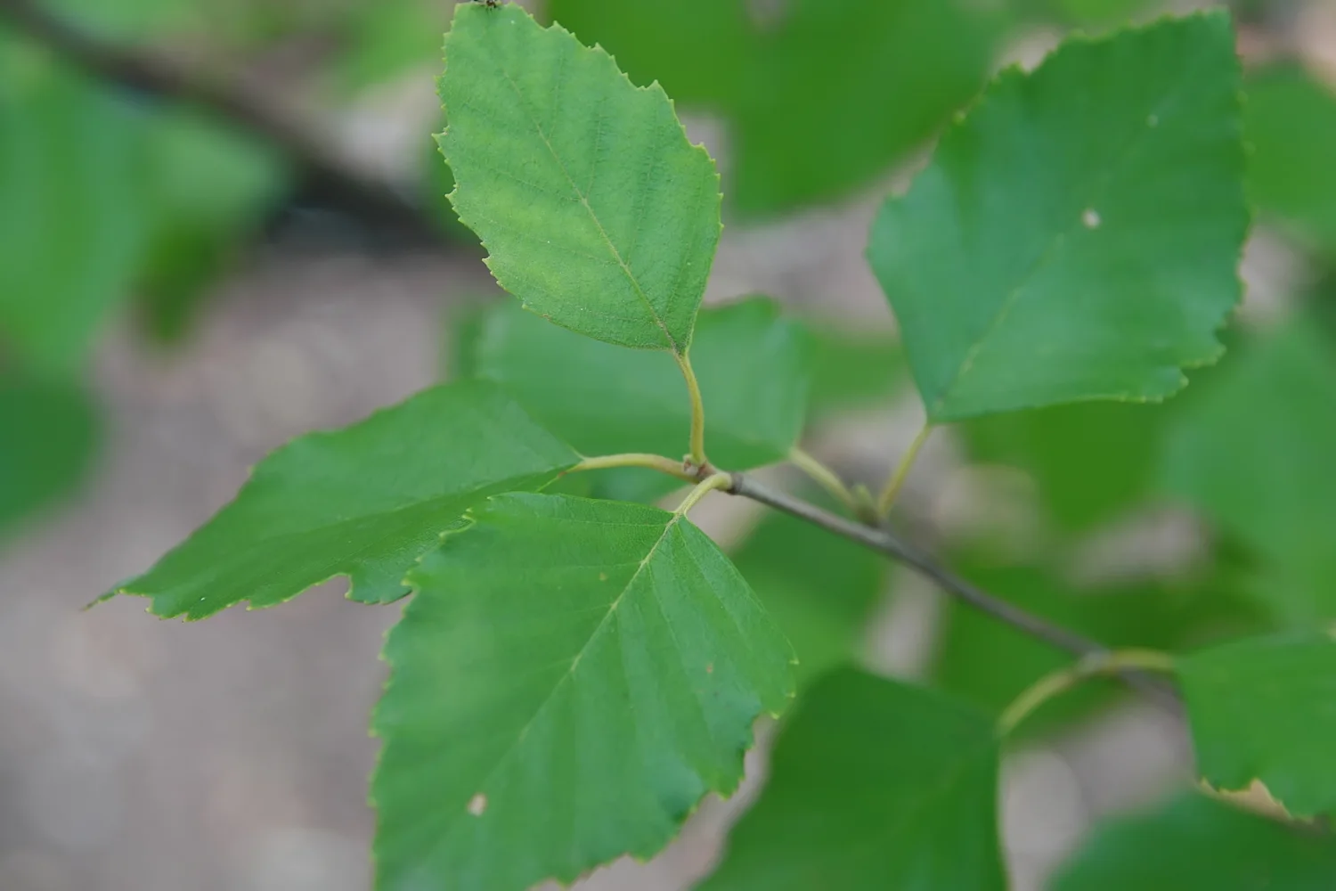 Leaf