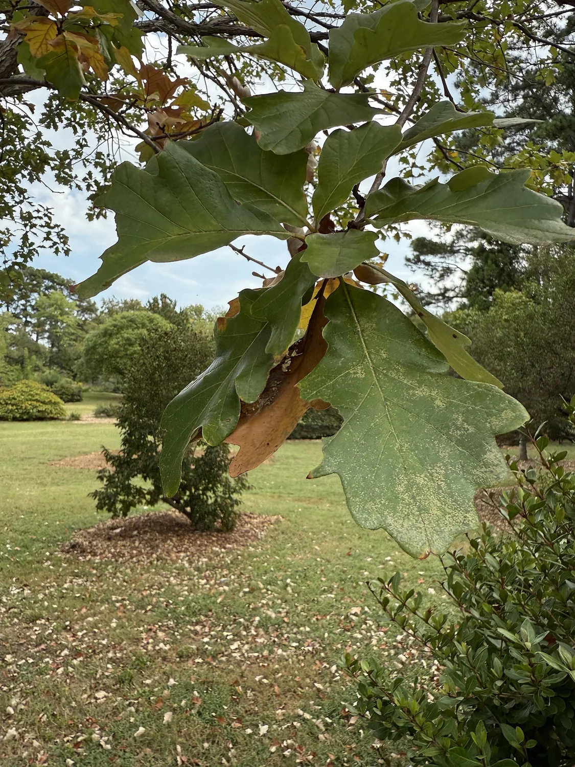 Leaf