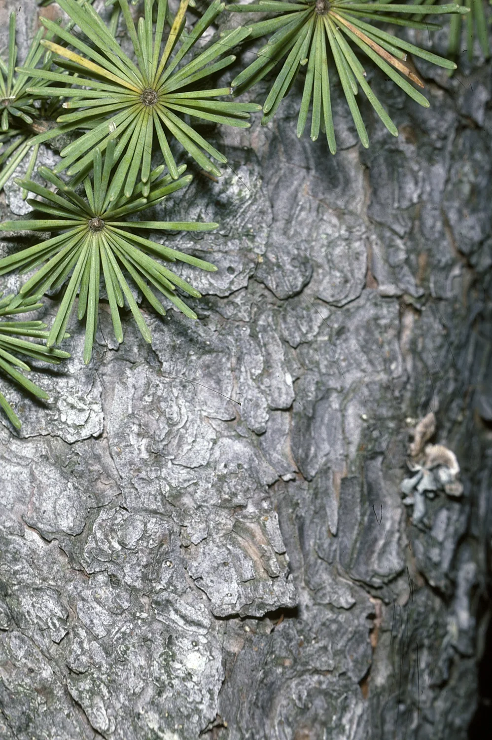 Bark