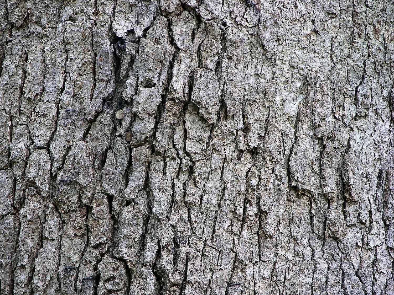 Bark
