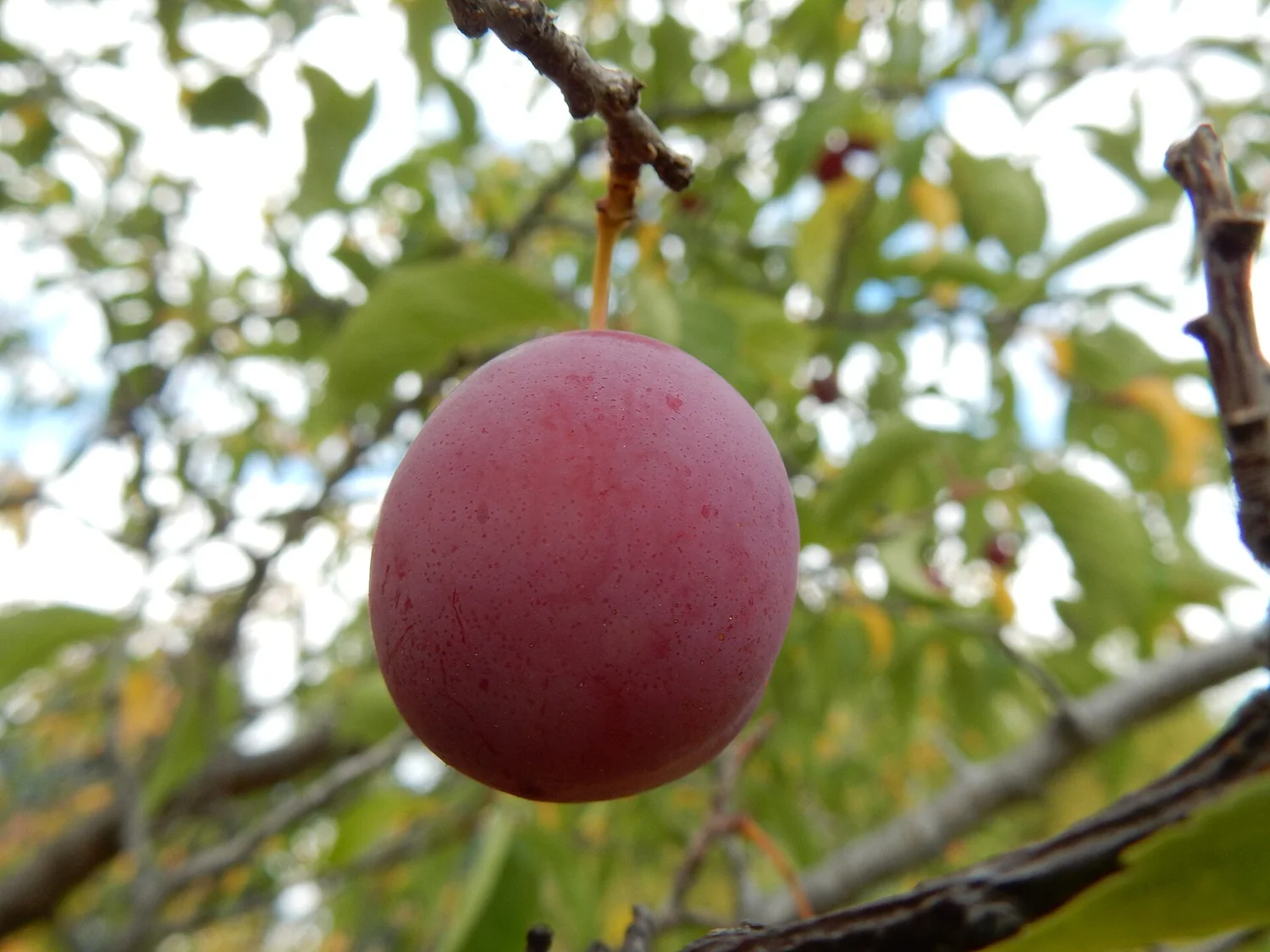 Wild plum fruit