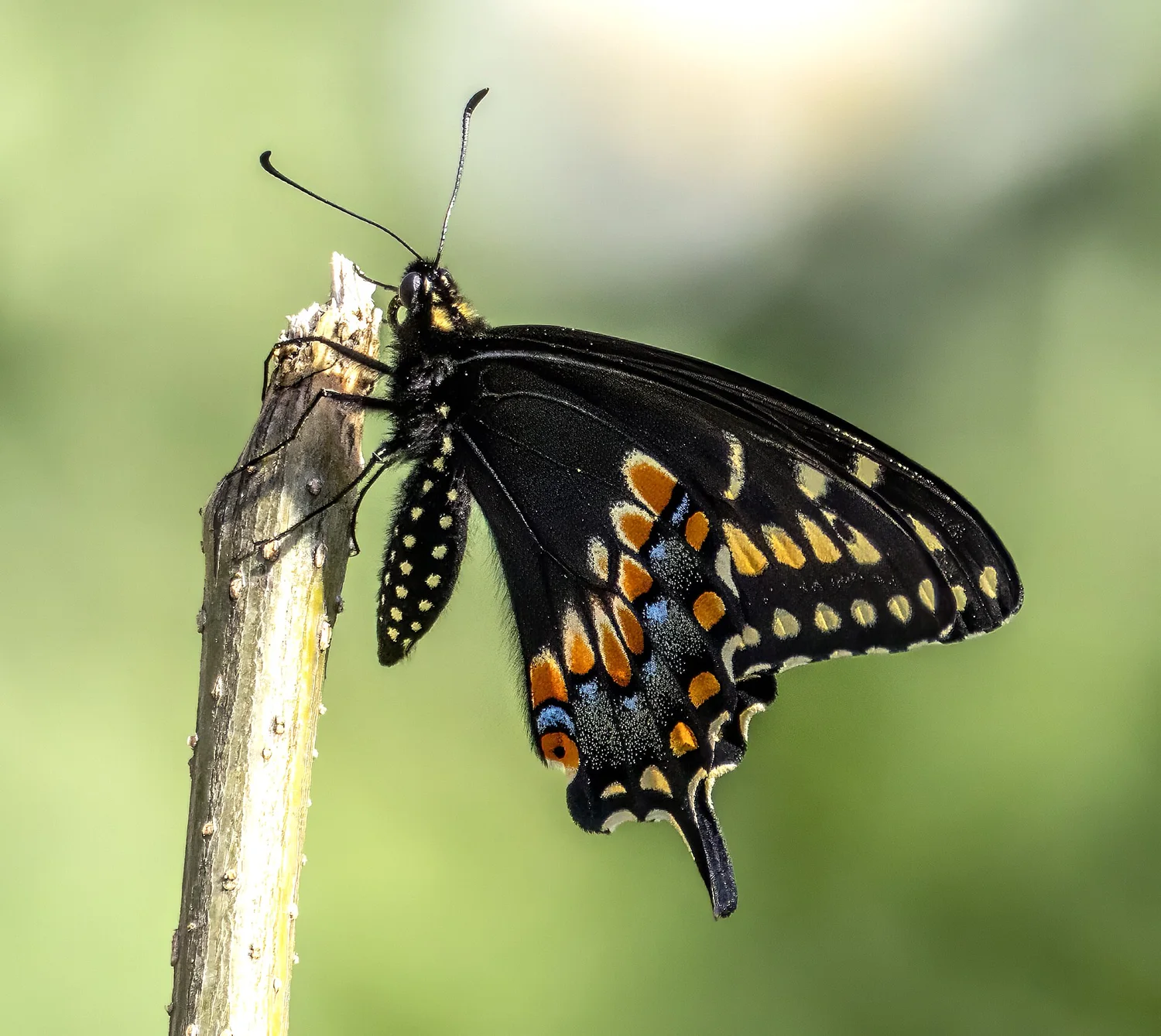 Black Swallowtail