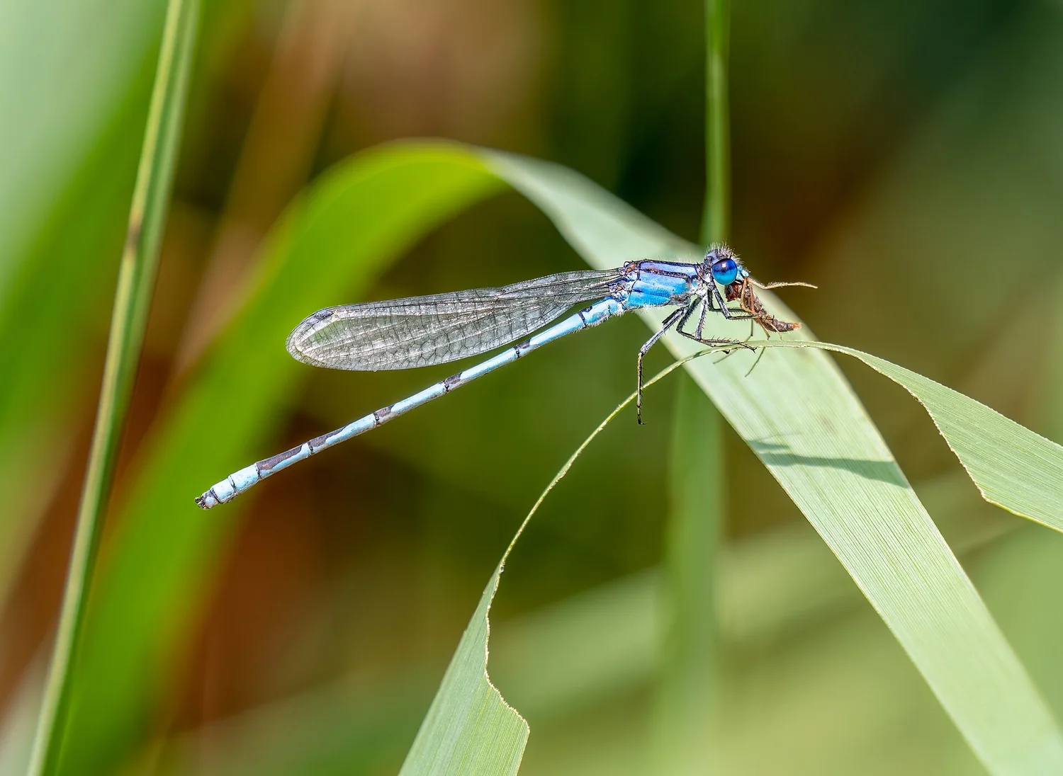 Familiar Bluet