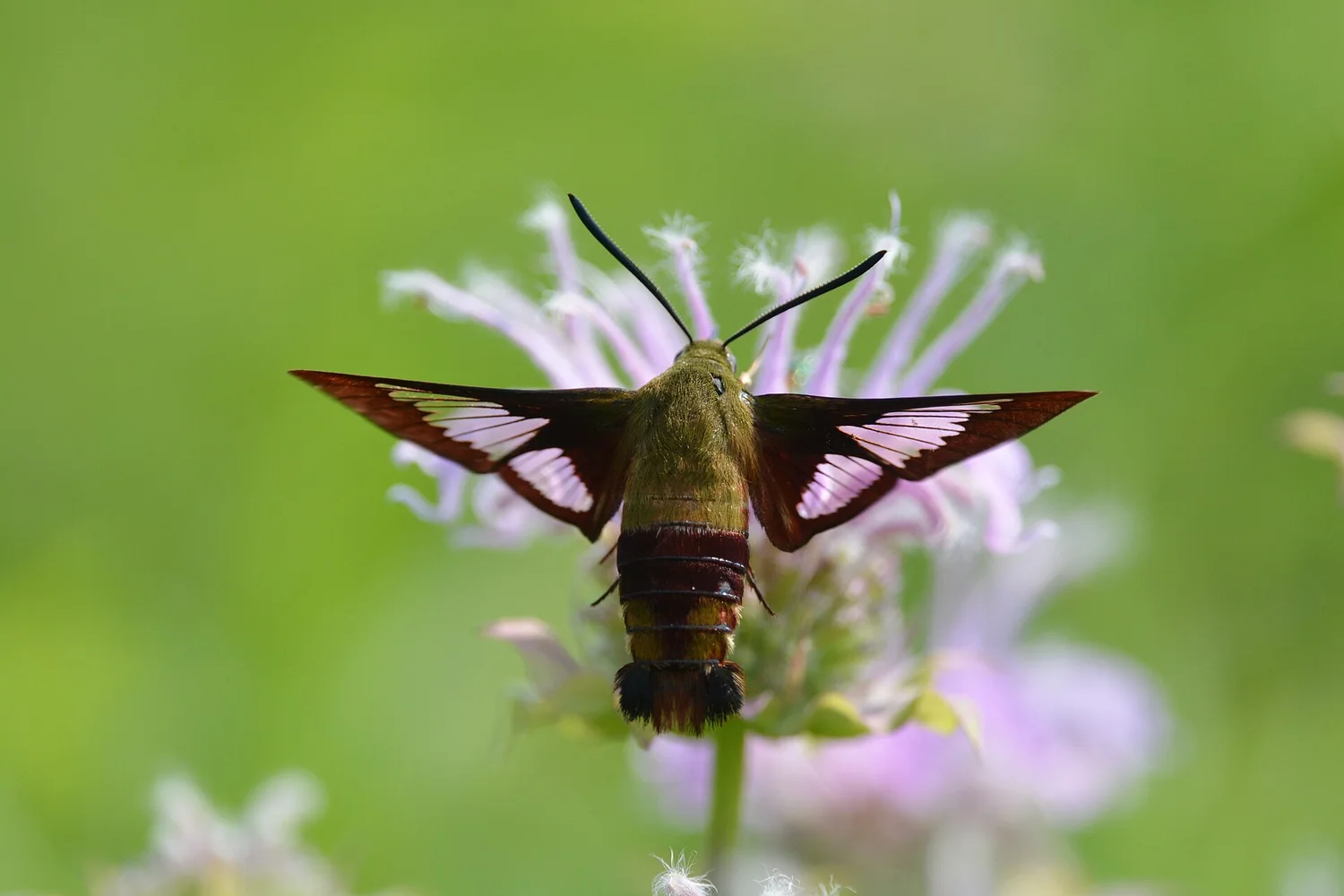 Hummingbird Clearwing