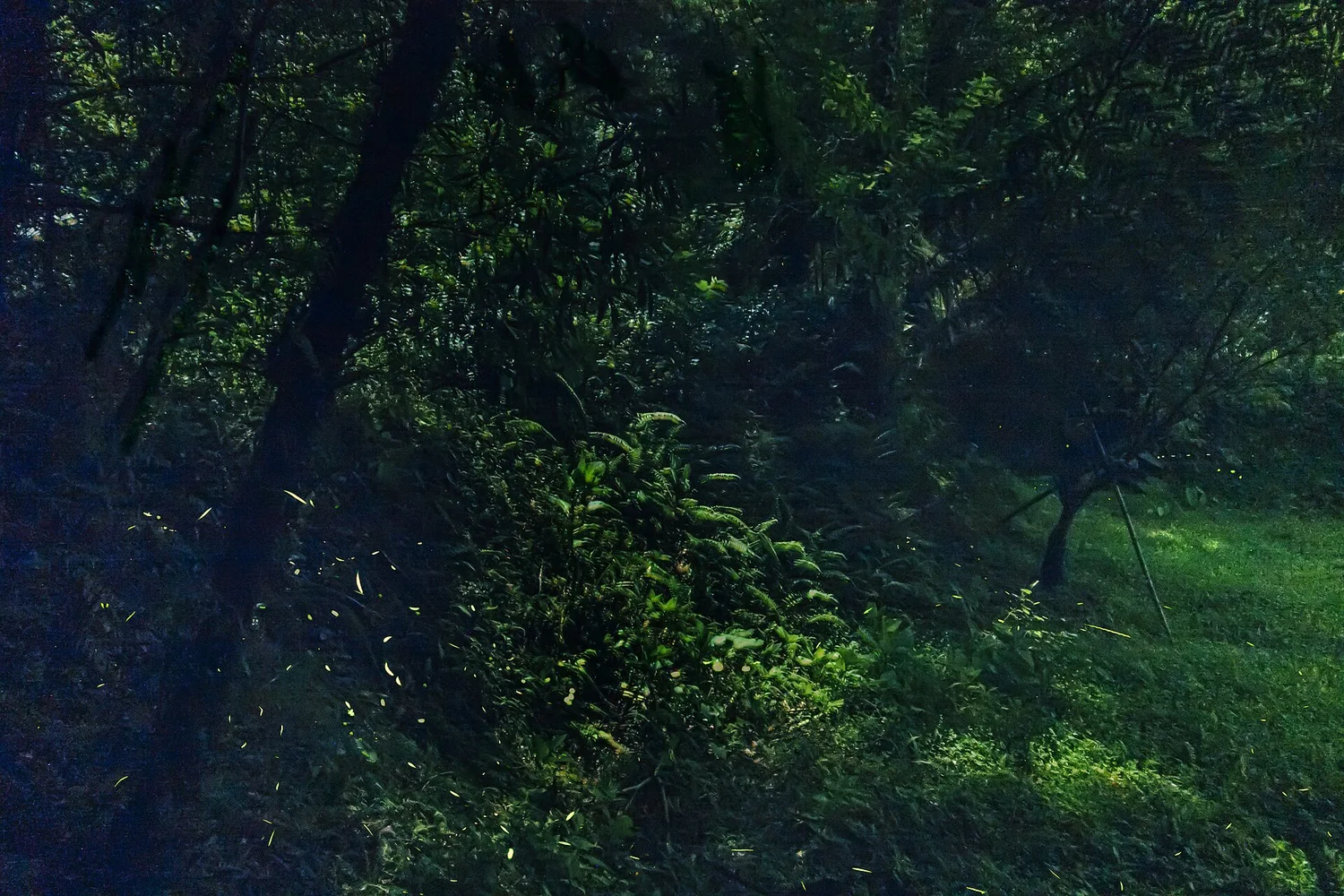 Fireflies at night