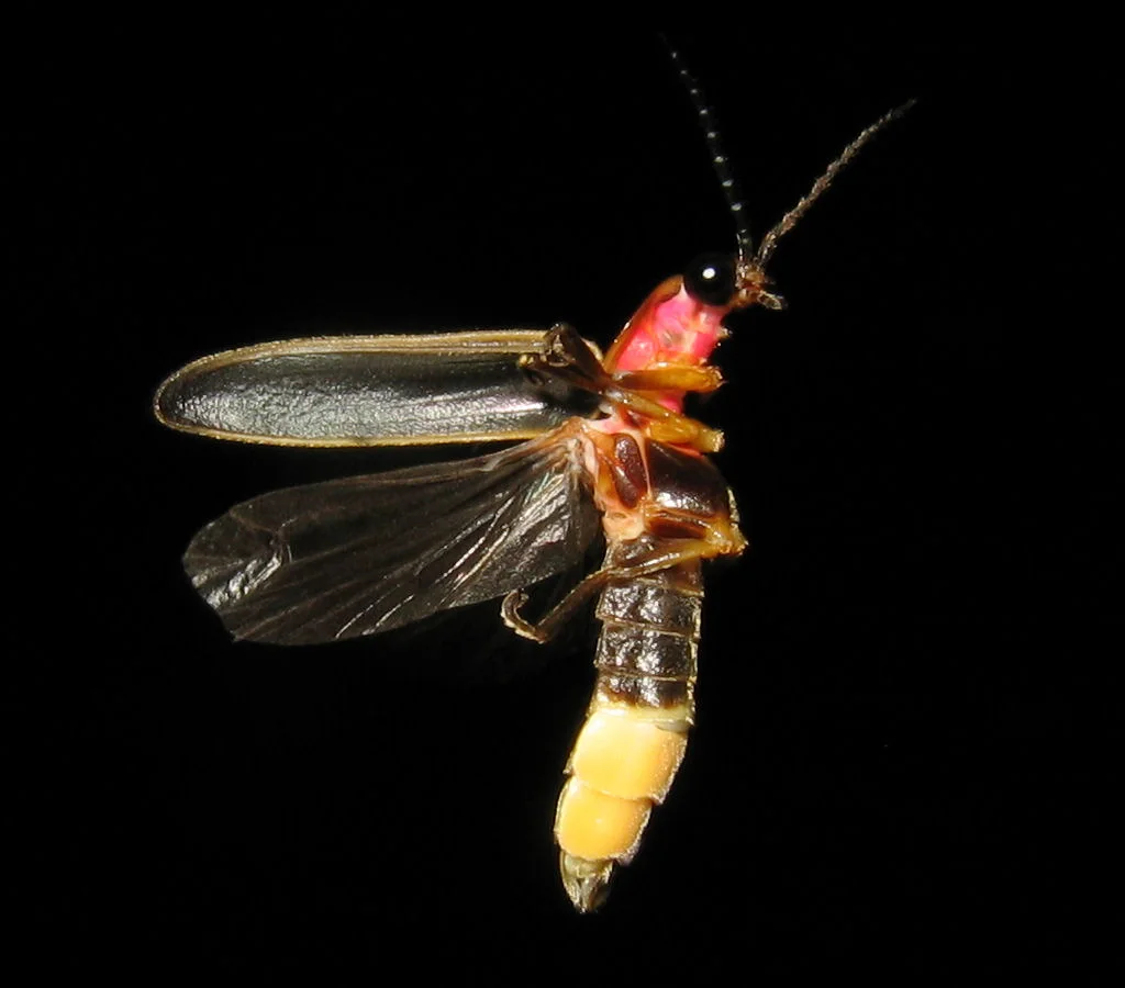 Big dipper firefly